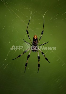口説き手段に「死んだふり」、クモの交尾成功率倍増、英誌 口説き手段に「死んだふり」、クモの交尾成功率倍増、英誌