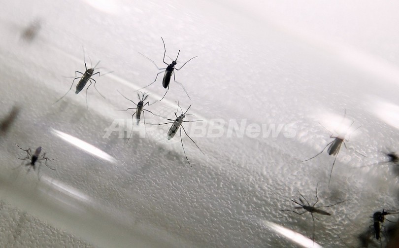 マラリアを媒介しやすい新種の蚊、西アフリカで発見 マラリアを媒介しやすい新種の蚊、西アフリカで発見