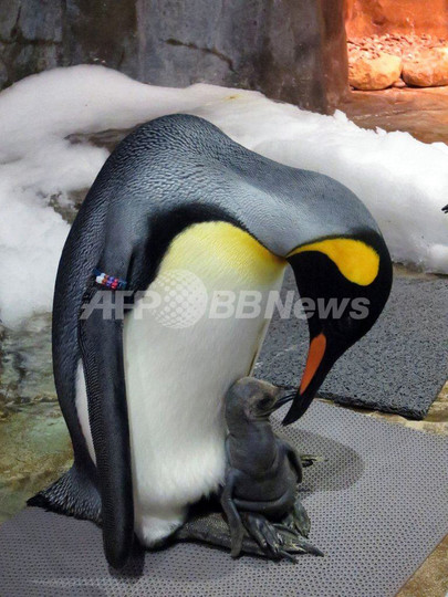 初のオウサマペンギンの赤ちゃん誕生、香港海洋公園 初のオウサマペンギンの赤ちゃん誕生、香港海洋公園