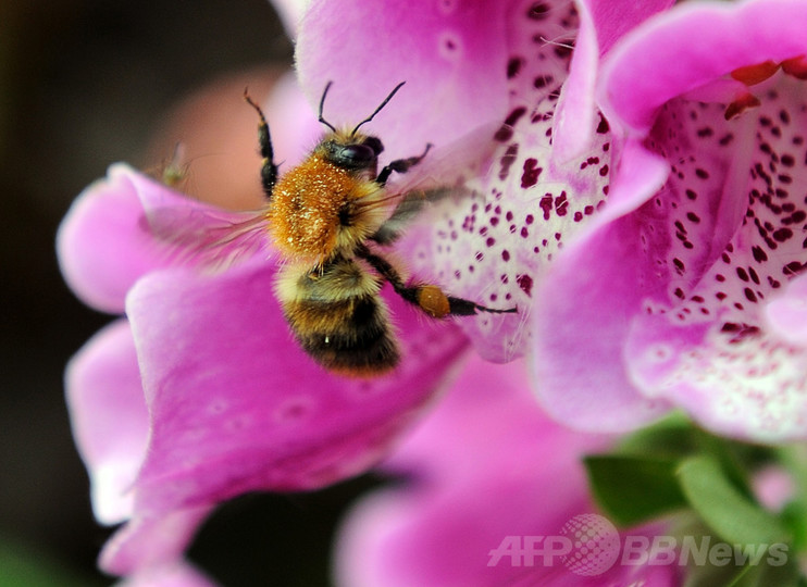 マルハナバチの病原体感染、養蜂場のミツバチからか 研究 マルハナバチの病原体感染、養蜂場のミツバチからか 研究