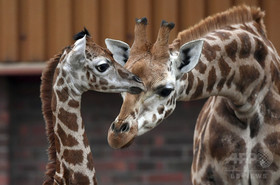 英動物園、4年間で約500匹死ぬ 飼育スペース不足で安楽死も 英動物園、4年間で約500匹死ぬ 飼育スペース不足で安楽死も