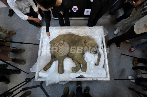 赤ちゃんマンモス「リューバ」の死骸、12日から香港で一般公開 赤ちゃんマンモス「リューバ」の死骸、12日から香港で一般公開