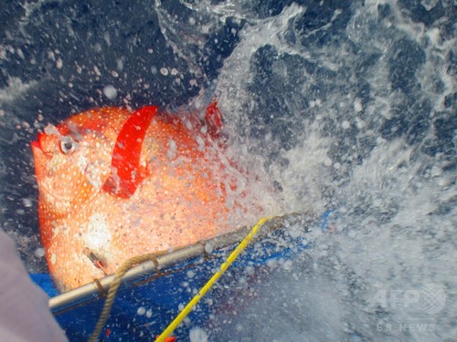 科学史上初の「恒温魚」、深海の生存競争で優位に 米研究 科学史上初の「恒温魚」、深海の生存競争で優位に 米研究