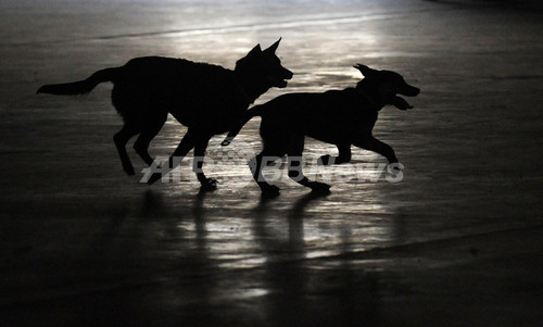 野犬の群れが襲撃、豪男性2人食べられる 野犬の群れが襲撃、豪男性2人食べられる