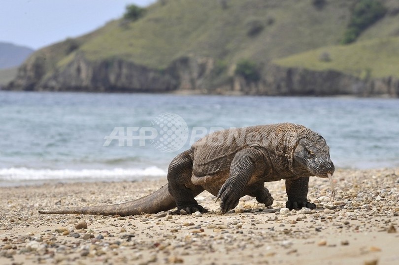 コモドドラゴン3頭がこつぜんと姿を消す、動物園が注意喚起 インドネシア コモドドラゴン3頭がこつぜんと姿を消す、動物園が注意喚起 インドネシア