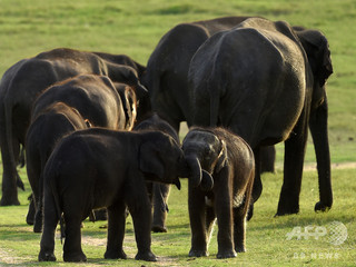 ゾウ7頭の死骸、スリランカの沼地で発見 死因は水草か ゾウ7頭の死骸、スリランカの沼地で発見 死因は水草か
