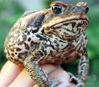 オーストラリアの爬虫類、7%が「絶滅寸前」 IUCN報告 オーストラリアの爬虫類、7%が「絶滅寸前」 IUCN報告