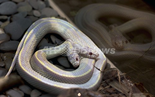 双頭の白蛇、モスクワ動物園で公開 双頭の白蛇、モスクワ動物園で公開
