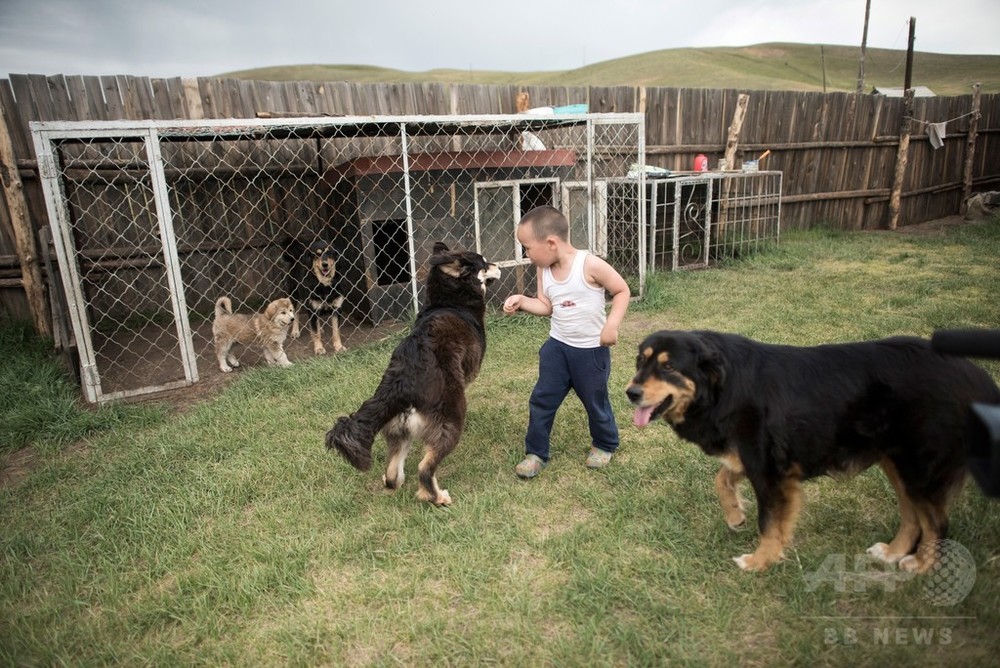 モンゴルの最良の友、牧畜犬モンゴリアン・バンホールを救え 写真6枚 国際ニュース：AFPBB News