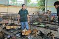 猫2700匹盗み食用として売却、男ら12人逮捕 ベトナム
