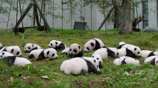 中国で「ジャイアントパンダ国立公園」設置へ 繁殖促進目指す 中国で「ジャイアントパンダ国立公園」設置へ 繁殖促進目指す