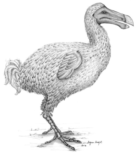 絶滅鳥「ドードー」、謎の生態を一部解明 絶滅鳥「ドードー」、謎の生態を一部解明