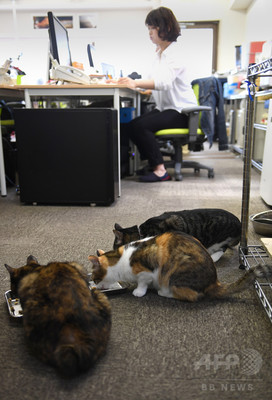 動画:オフィスに「猫同伴通勤」、ニャンとも癒やされるIT会社 東京 動画:オフィスに「猫同伴通勤」、ニャンとも癒やされるIT会社 東京