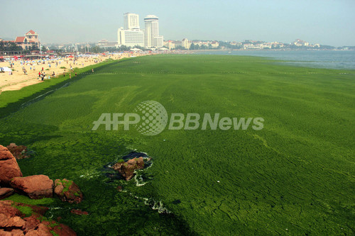 中国近海で藻が大発生、過去最大規模 中国近海で藻が大発生、過去最大規模