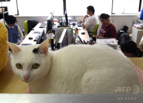 動画:オフィスに「猫同伴通勤」、ニャンとも癒やされるIT会社 東京 動画:オフィスに「猫同伴通勤」、ニャンとも癒やされるIT会社 東京