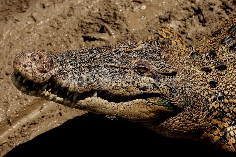 人食いワニ200匹を捕獲、オーストラリア 人食いワニ200匹を捕獲、オーストラリア