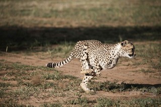 「最大の動物が最速でない」理由を解明か、研究 「最大の動物が最速でない」理由を解明か、研究