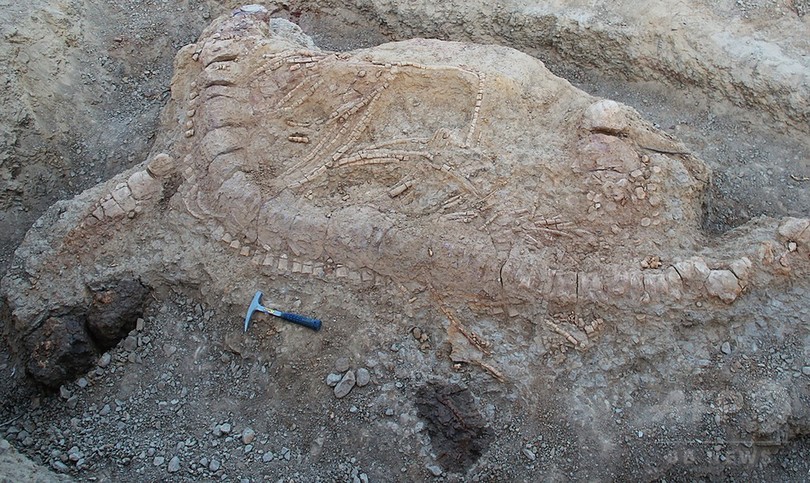 1億5000万年前の魚竜化石を発見、インドで初 1億5000万年前の魚竜化石を発見、インドで初