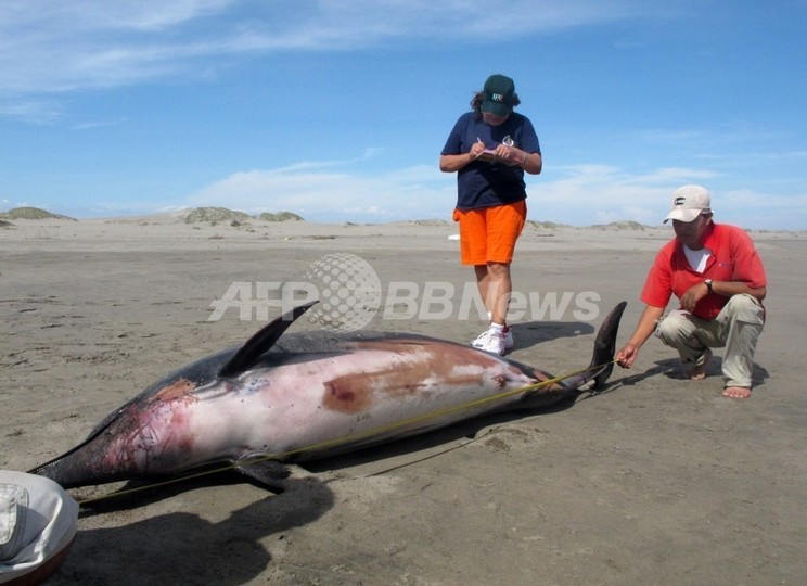 ペルー海岸で相次ぐ動物大量死、今度はオキアミが数千匹 ペルー海岸で相次ぐ動物大量死、今度はオキアミが数千匹