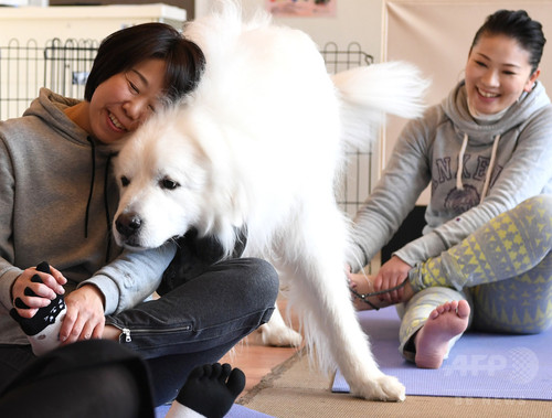 犬や猫と楽しむヨガ教室 首都圏で人気じわり 犬や猫と楽しむヨガ教室 首都圏で人気じわり