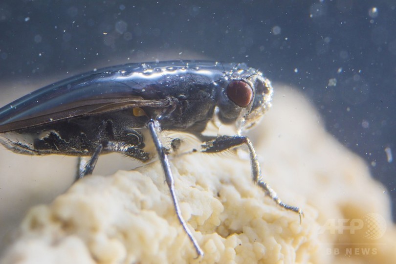 塩湖に生息するハエの「奇妙な」潜水行動を解明、米研究 塩湖に生息するハエの「奇妙な」潜水行動を解明、米研究