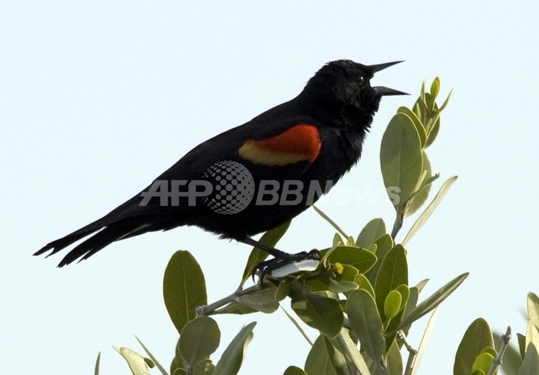 町に降り注ぐ1000羽の鳥、ヒッチコックさながらの謎 米国 町に降り注ぐ1000羽の鳥、ヒッチコックさながらの謎 米国
