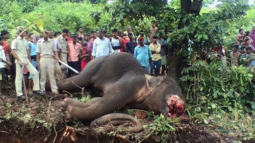 「連続殺人ゾウ」を射殺、インド 「連続殺人ゾウ」を射殺、インド