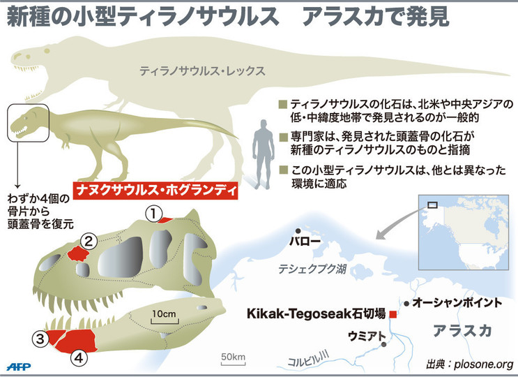 「北極の王」 新種の小型ティラノサウルス、米アラスカで発見 「北極の王」 新種の小型ティラノサウルス、米アラスカで発見