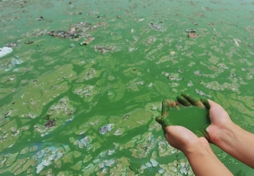 中国ではもう当たり前？藻の大量繁殖