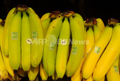 バナナの皮からプラスチック、トルコの女子高生に科学賞