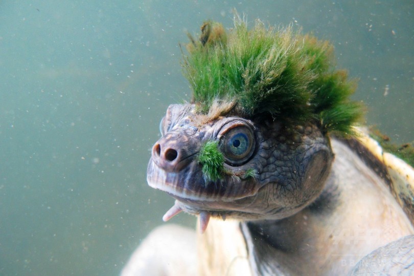 パンクな緑のモヒカンが特徴のカクレガメ、絶滅の危機に パンクな緑のモヒカンが特徴のカクレガメ、絶滅の危機に