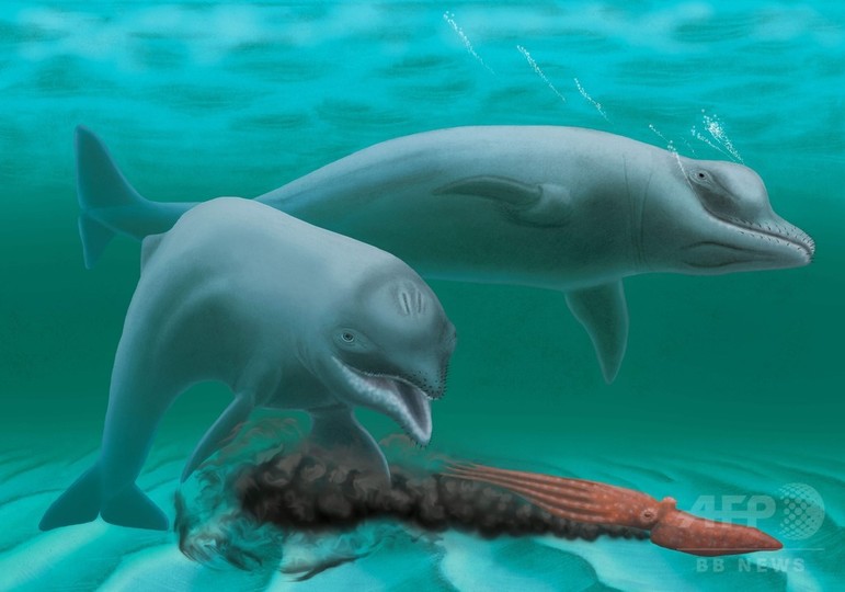 歯のない3000万年前のイルカ、化石から進化の過程探る 歯のない3000万年前のイルカ、化石から進化の過程探る