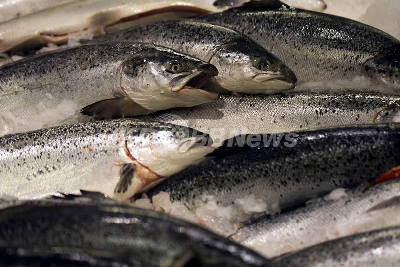 脂肪の多い魚に乳がんリスク減の効果、調査報告 脂肪の多い魚に乳がんリスク減の効果、調査報告