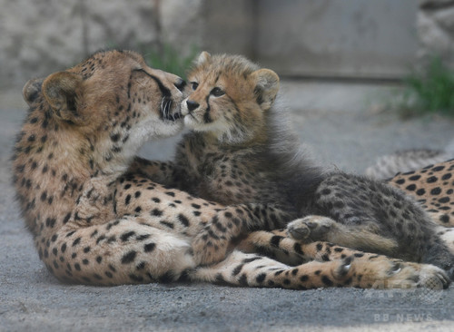 ふさふさ三つ子の赤ちゃんチーター、多摩動物公園で人気 ふさふさ三つ子の赤ちゃんチーター、多摩動物公園で人気