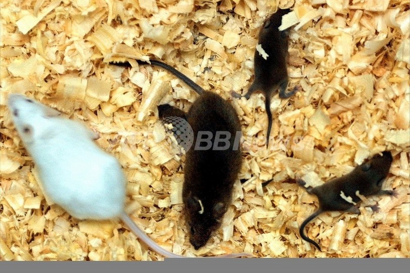 ネズミの肝臓の老化ストップに成功、米大学 ネズミの肝臓の老化ストップに成功、米大学