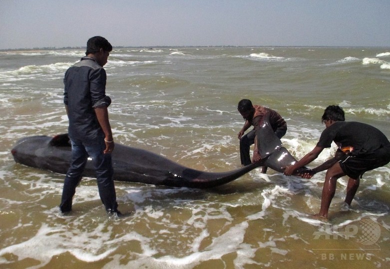 クジラの群れ座礁、45頭死ぬ インド クジラの群れ座礁、45頭死ぬ インド