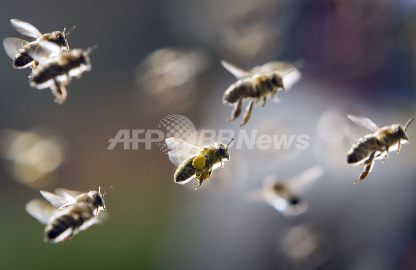農園荒らすアフリカゾウにはミツバチが効果的、英研究 農園荒らすアフリカゾウにはミツバチが効果的、英研究