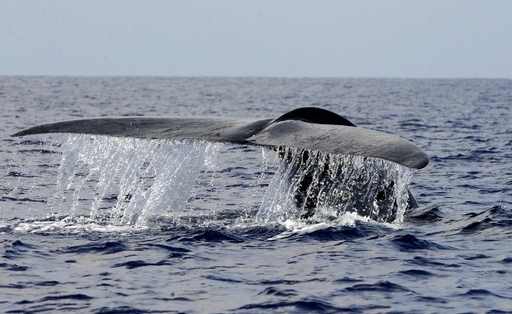 豪政府、南極海の捕鯨廃止求める独自提案 IWC