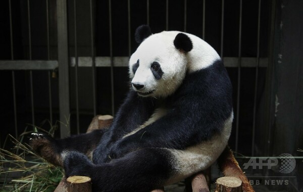 パンダのアイヒンは「偽妊娠」、出産生中継はおあずけ 中国