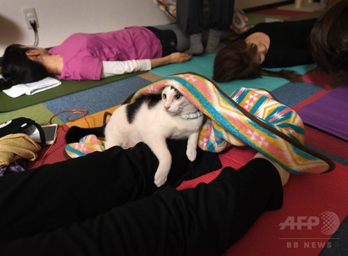 犬や猫と楽しむヨガ教室 首都圏で人気じわり 犬や猫と楽しむヨガ教室 首都圏で人気じわり