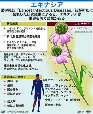 風邪を減らす薬草、「エキナシア」 風邪を減らす薬草、「エキナシア」