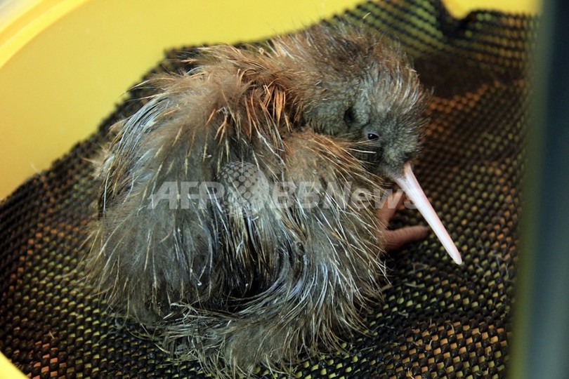 NZ鳥類、捕食の原因は強い体臭?におい隠す「香水」研究も NZ鳥類、捕食の原因は強い体臭?におい隠す「香水」研究も