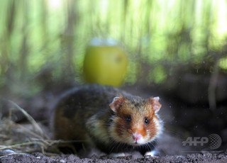 ハムスター、ビタミン不足で自分の子を食い殺す 単一栽培に警鐘