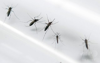 ブラジルで小頭症児急増、蚊がウイルス媒介 対策に苦心 ブラジルで小頭症児急増、蚊がウイルス媒介 対策に苦心