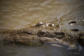 体長4メートルのワニ襲撃か、釣りをしていた男性の遺体発見 豪 体長4メートルのワニ襲撃か、釣りをしていた男性の遺体発見 豪