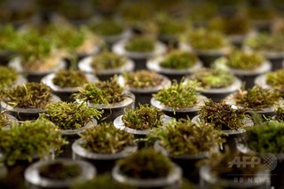 4億年前の酸素急増、「コケ」が供給源か 研究 4億年前の酸素急増、「コケ」が供給源か 研究
