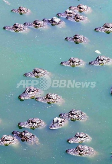 中国の絶滅危惧種ヨウスコウワニ、今後10年で2倍に復活か 中国の絶滅危惧種ヨウスコウワニ、今後10年で2倍に復活か