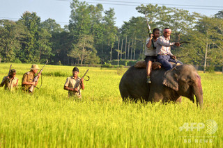 人食いトラの捜索に当たるゾウ、女性1人を踏み殺す インド 人食いトラの捜索に当たるゾウ、女性1人を踏み殺す インド
