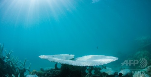 豪グレートバリアリーフ、2年連続で大規模な白化現象 豪グレートバリアリーフ、2年連続で大規模な白化現象