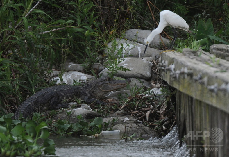 水鳥とアリゲーターの危険な取引、米研究 水鳥とアリゲーターの危険な取引、米研究